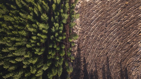 Pine tree forest deforestation from above. - stock photo