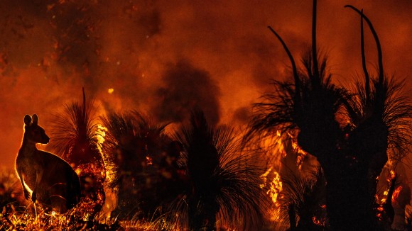 Australian Bushfire Montage