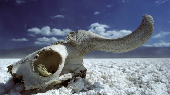 agama lizard agama sp. in wildebeest skull on soda lake.