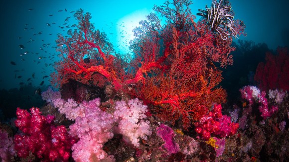 Editor s choice corals and reefs