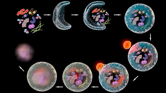 The successive stages of autophagy: Cellular components for degradation are enclosed in the double-membrane autophagosome, which then fuses with the lysosome to mature into an autolysosome. The contents of the autolysosome are then broken down by lytic enzymes. 