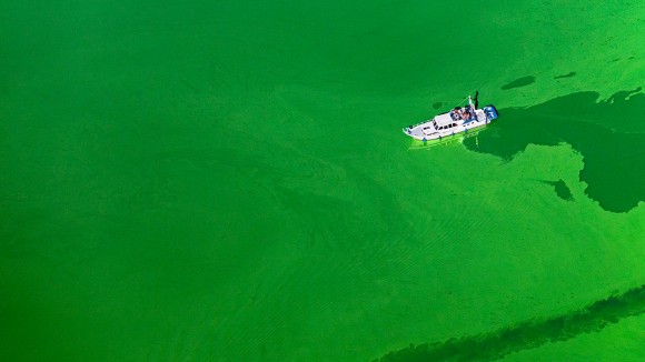 Arial view of a boat wading through a lake with surface covered in Blue-green Algae