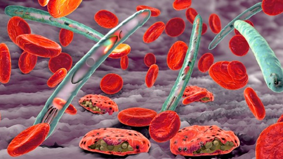 In front of a violet background which illustrates the inner membrane of a blood vessel, several round red blood cells are shown. In between malaria parasites are illustrated in form of elongated worm-like structures in turquoise. 