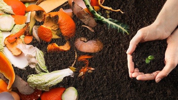 Hands holding soil with a sprouting plant and food waste in soil.