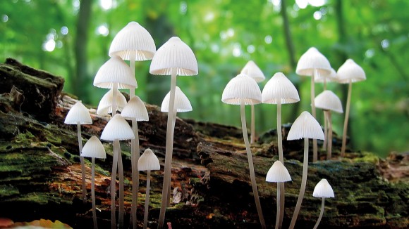 fungi forest - stock photo