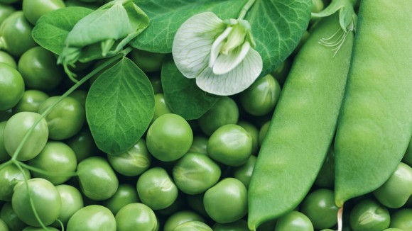 Green pea pods and pea white flower