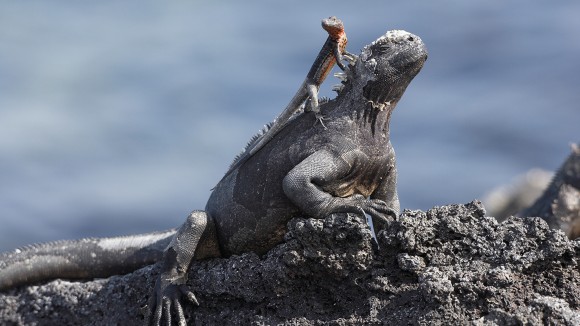 Lava Lizard standing on Marine Iguana - stock photo
