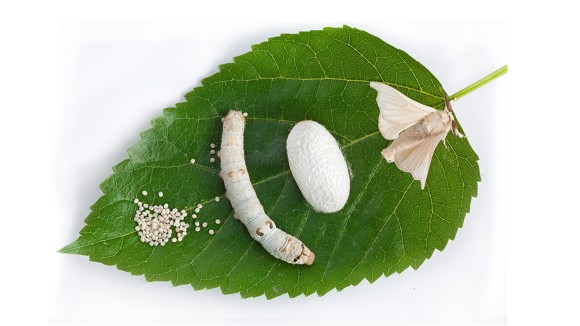 Stages of silk moth, eggs, caterpillar, pupa and adult moth, all on top of a green leaf
