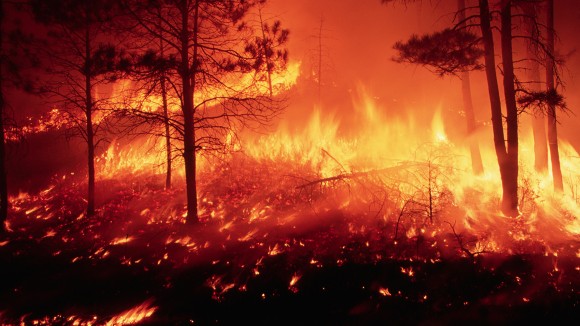 Fire in a Ponderosa Pine Forest - stock photo
