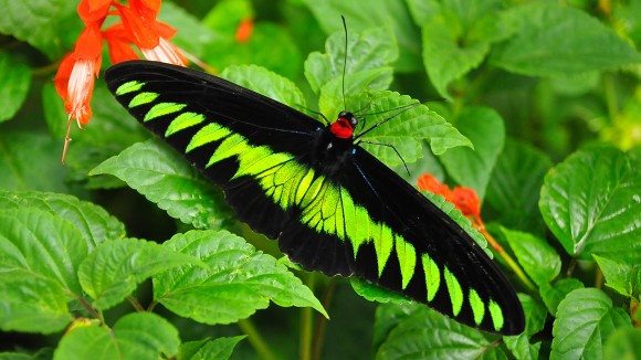 Butterfly with black and electric-green wings, a Raja Brooke's Birdwing (Trogonoptera brookiana), resting on a flower. Butterfly species named by Alfred Russel Wallace and native to the Malay archipelago.