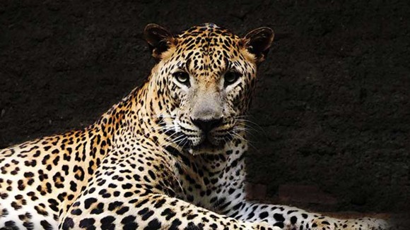 Jaguar facing the camera, portrait