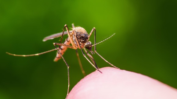 close-up of a mosquito on a surface resembling human skin