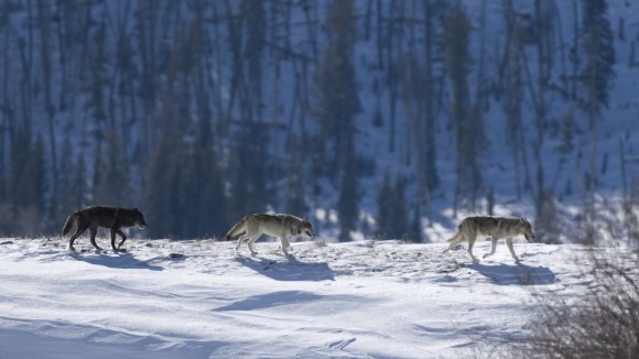 Three wolves running across a snowy landscape with pines trees in the background