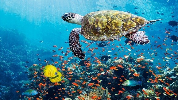 image of a turtle swimming surrounded by a school of fish