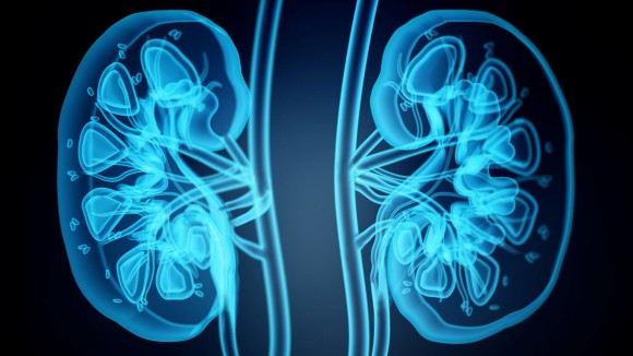 X-ray image of human kidneys. 3D illustration