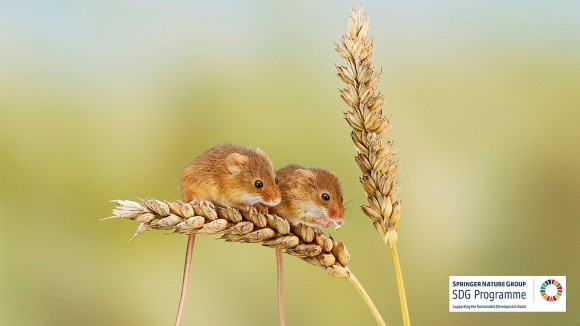 Two harvest mice sat on a stalk of wheat