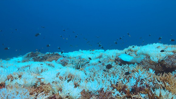 Underwater scene of fish swimming above bleached coral on seabed