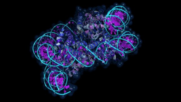 Cartoon model of a nucleosome (basic subunit of DNA packaging in eukaryotic cells). 147 base pairs of DNA (cca. two turns) are wrapped around a histone core built from eight subunits.