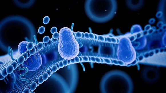 medically accurate 3d rendering of a cell membrane