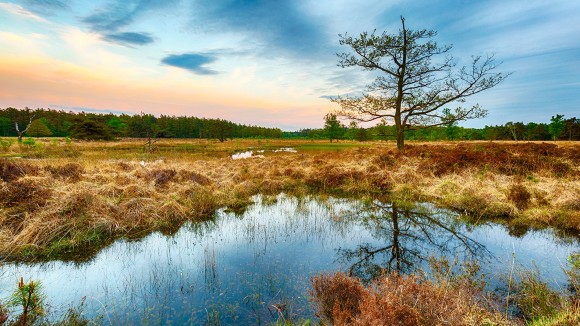  Tree with reflection in wetlands and moorland on the national park Groote Zand near Hooghalen Drenthe during sunset.