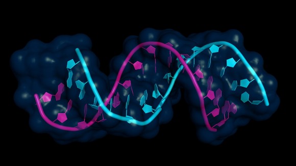 nucleic acid research journal miRNA-mRNA interaction
