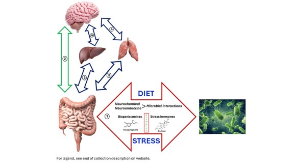 figure illustrating Microbial endocrinology