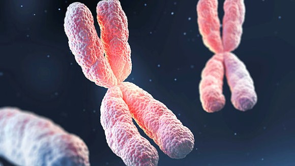 Alt-text: 3D rendering of a chromosome