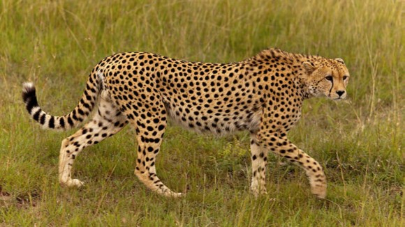 A cheetah walking through short grass