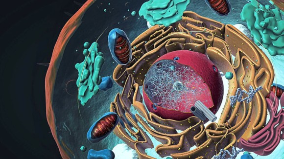 A colourful three-dimension illustration of components of Eukaryotic cell, nucleus and organelles and plasma membrane.