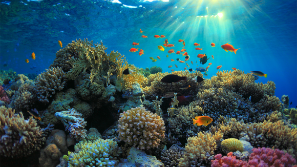 Underwater view of coral reef