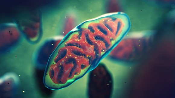 Mitochondria are cellular organelles found in most eukaryotic organisms.
