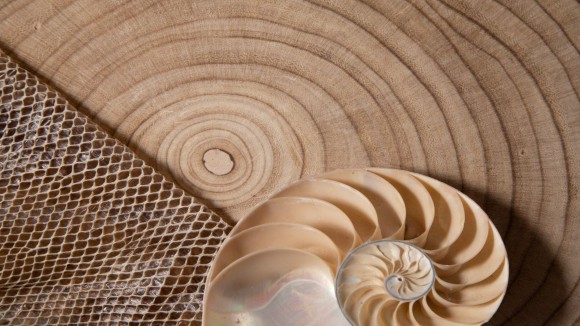 Nautilus shell on wood background and snake skin