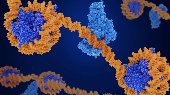 Close up image of DNA coloured orange with a DNA methyl transferase coloured light blue wrapped around
