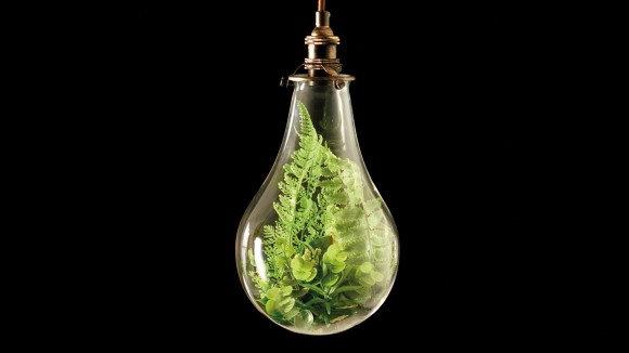 Plant growing in dangling lightbulb on black background