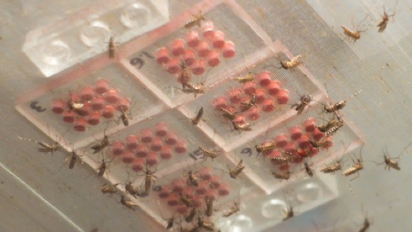 Aedes aegypti mosquitoes blood feeding from small chips with thin PDMS membranes.