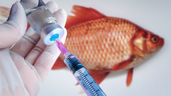 Inject Fish How to submit | Fish vaccines