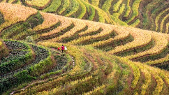 farmer with field of rice in China