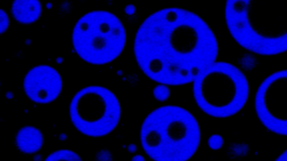 Microscopy image of coacervate microdroplets