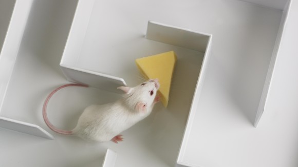 White rat with block of cheese on white background.