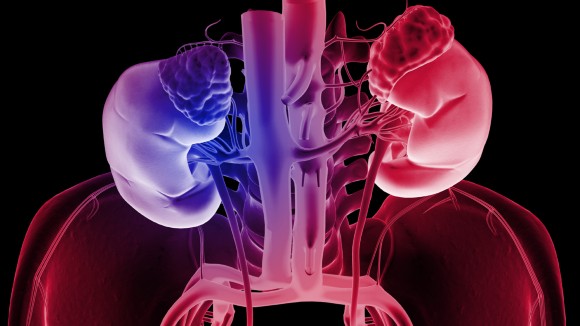 Blood supply of the kidneys - stock illustration