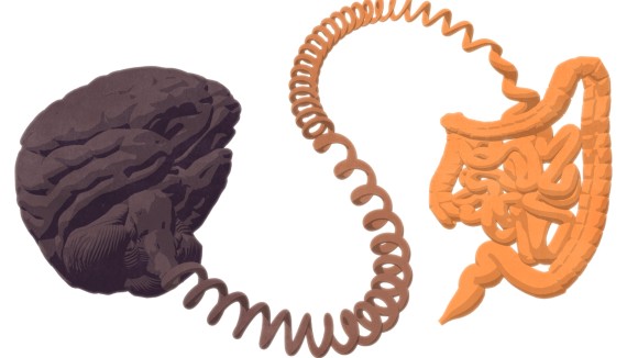 Brown brain and organe intestinal system connected by a helical cord.