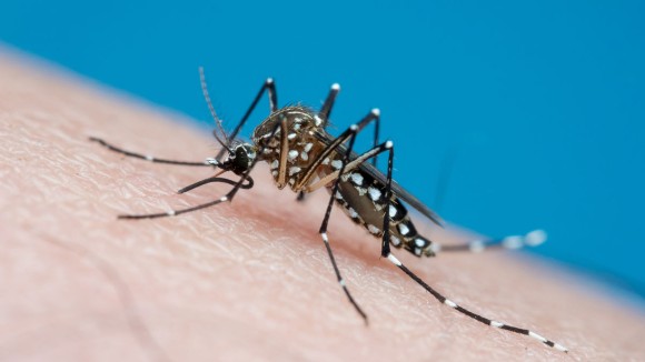 Aedes aegypti (yellow fever mosquito / mosquito da dengue) - stock photo