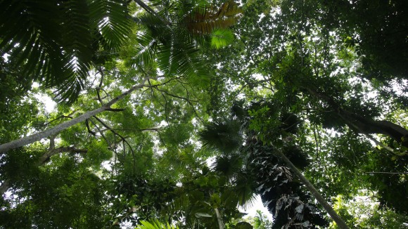 Treetops of giant trees at Amazon region, Brazil