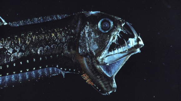 viper fish (bathypelagic) - stock photo