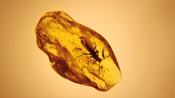 A fly in amber, against an orange background