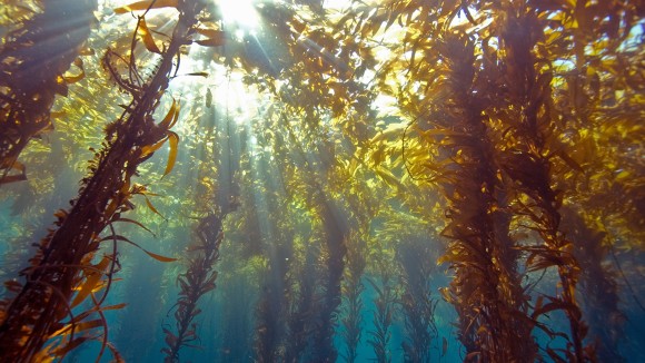 Sunlight through kelp forest at Anacapa Island.