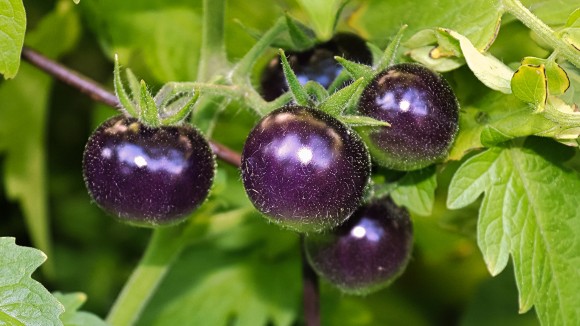 Close up of small purple tomatoes growing on the vines.
