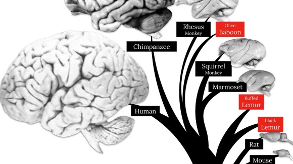 Diagram comparing brains of different species