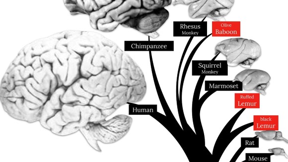 The Human Brain