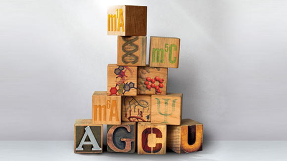 Kid's toy wooden blocks depicting epitranscriptomic modifications